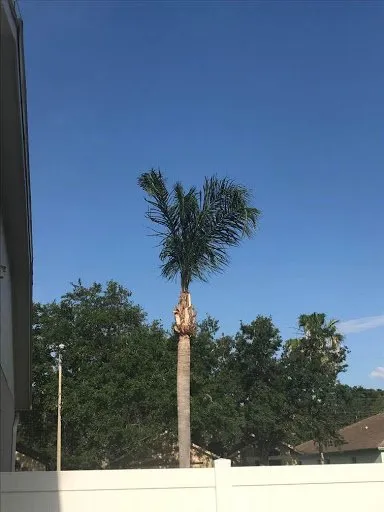 Reliable yard maintenance near you across Gibsonton, FL - Blaisdell's Removal