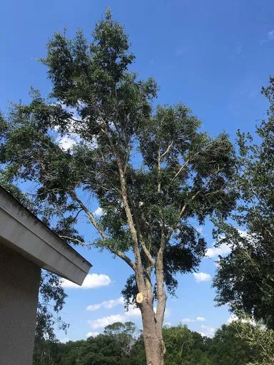 Local landscaping services near you in Gibsonton, FL by Blaisdell's Removal