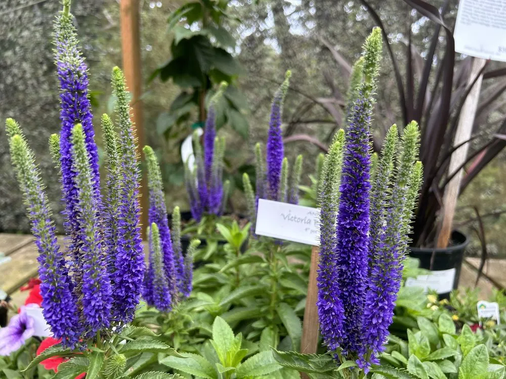 Top-rated landscaping services for homes across Gleneden Beach, OR - Blake's Coastal Nursery