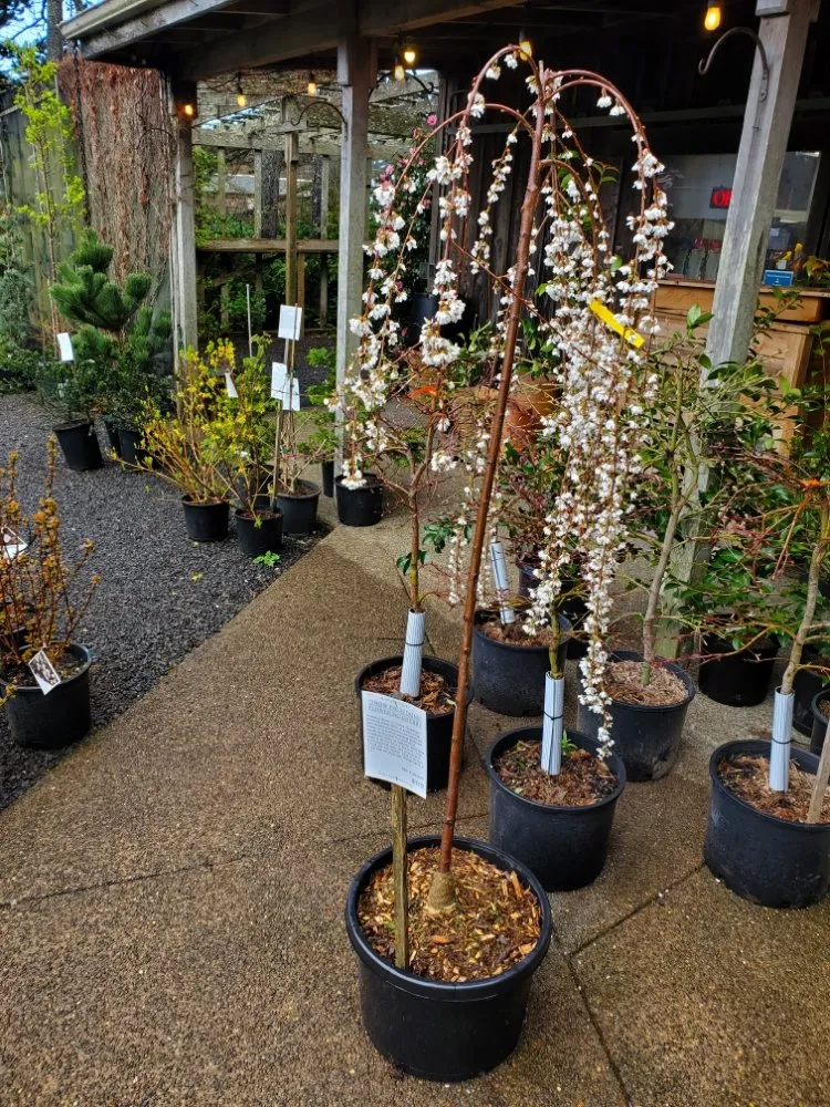 Reliable residential landscaping for year-round maintenance in Gleneden Beach, OR by Blake's Coastal Nursery
