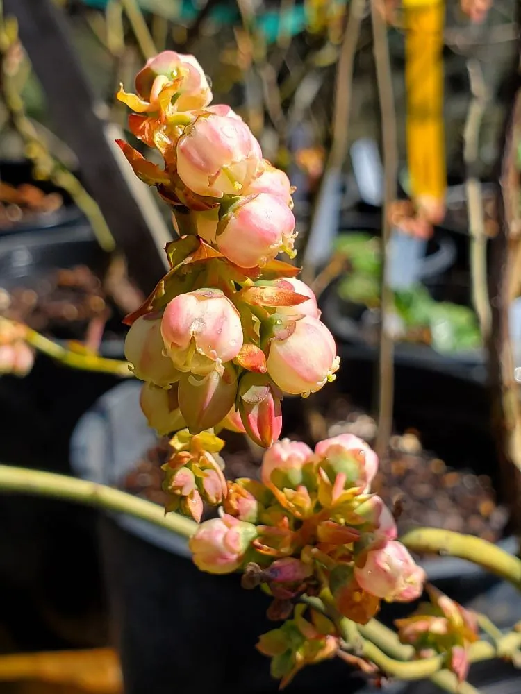 Expert garden landscaping with custom design across Gleneden Beach, OR - Blake's Coastal Nursery