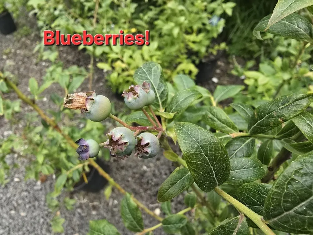 Top-rated landscape installation in Gleneden Beach, OR - Blake's Coastal Nursery