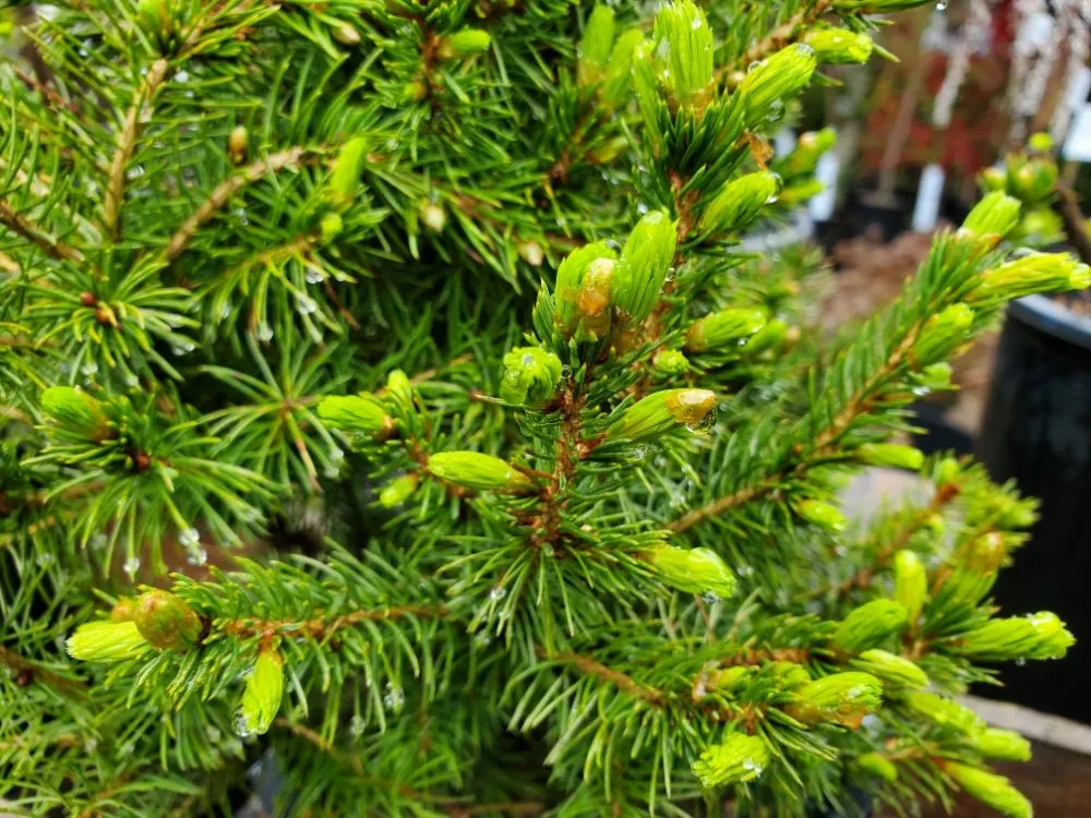 Local landscaping services experts serving Gleneden Beach, OR - Blake's Coastal Nursery