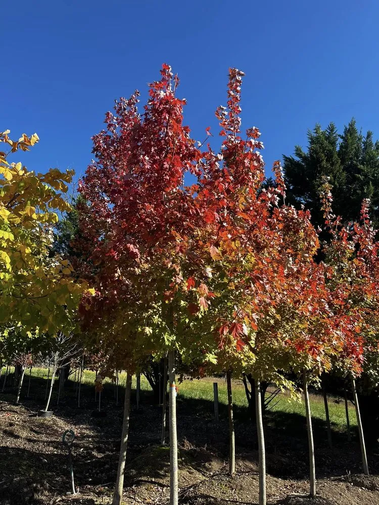 Affordable lawn care service for year-round maintenance across Frederick, MD - Blake's Landscaping