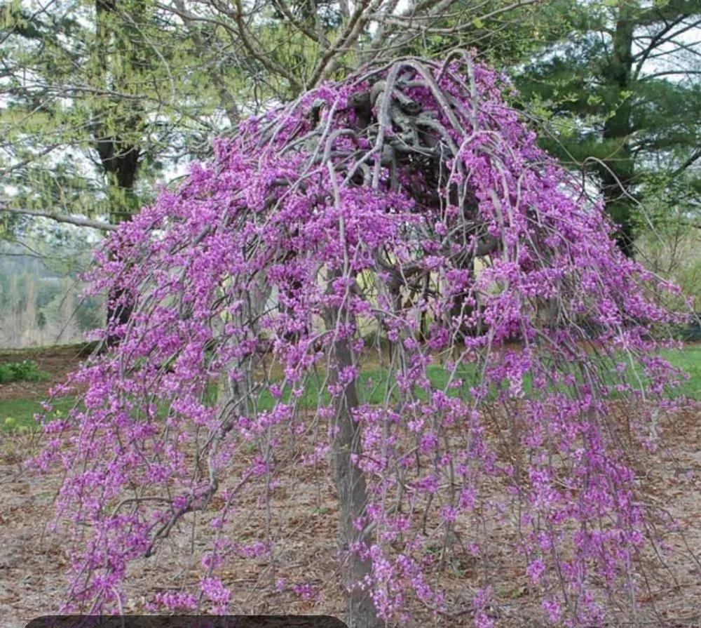 Trusted garden landscaping for outdoor upgrades in Frederick, MD by Blake's Landscaping