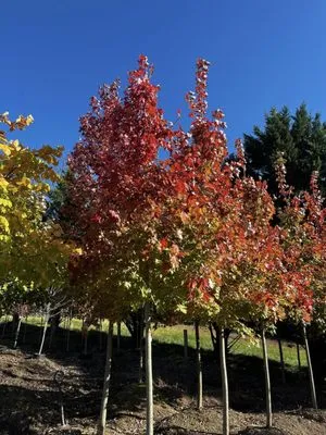 Blake's Landscaping Logo