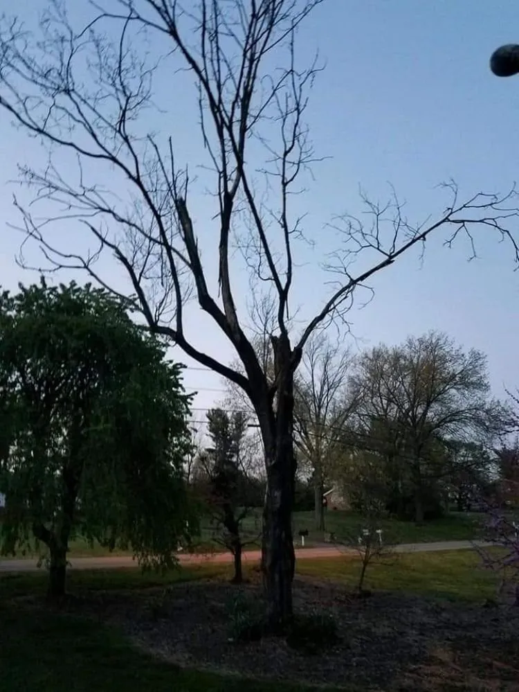 Top-rated yard cleanup service for homes across Moneta, VA - Blake's Lawn Care and Tree Removal