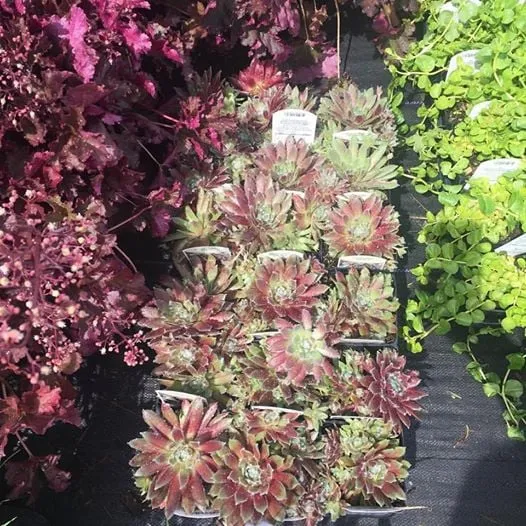 Local yard cleanup service near you in Bozeman, MT by Blanchford Landscape Group