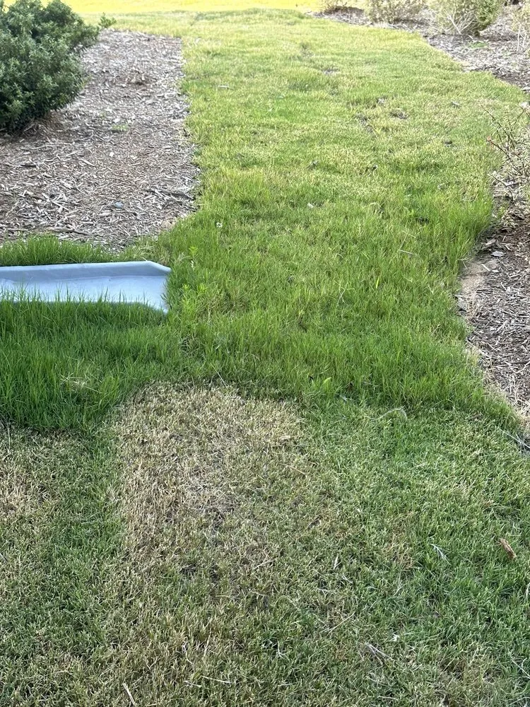 Expert yard cleanup service for beautiful yards in Apex, NC by Bland Landscaping