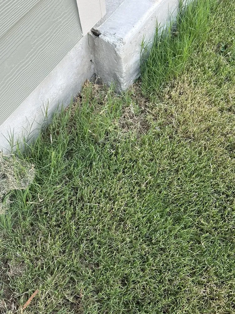 Reliable residential landscaping for year-round maintenance across Apex, NC - Bland Landscaping