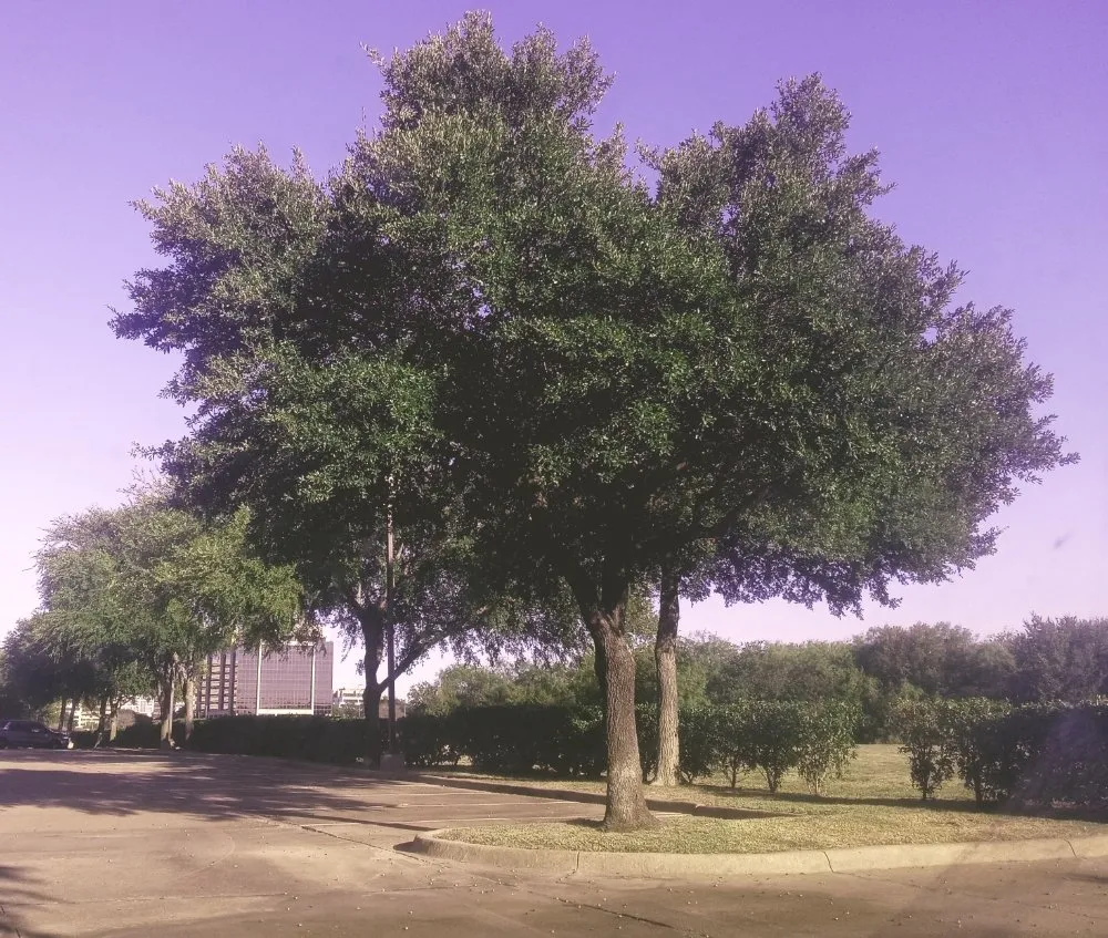 Custom lawn care service near you across Cedar Hill, TX - Bland Lawn Services & Pressure Washing