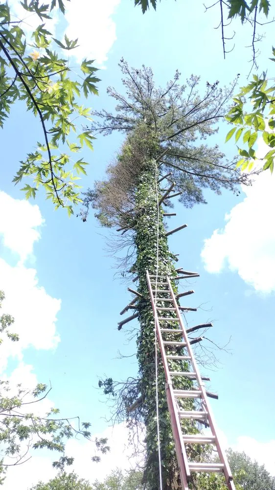 Affordable yard maintenance in Cynthiana, KY - Blankenship Property Preservation