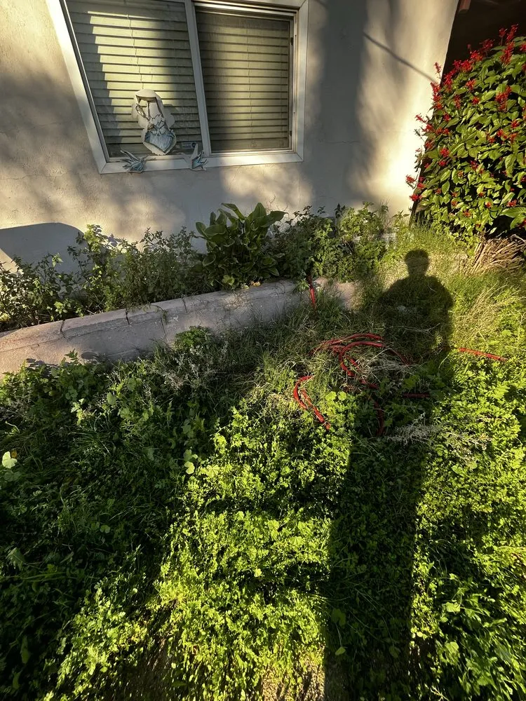 Top-rated yard maintenance in Placentia, CA by Blast And Trim Services