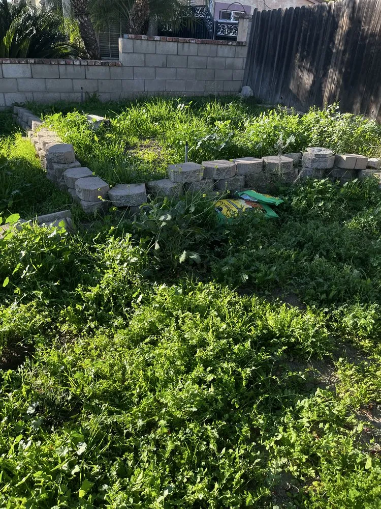 Reliable lawn care service near you in Placentia, CA by Blast And Trim Services