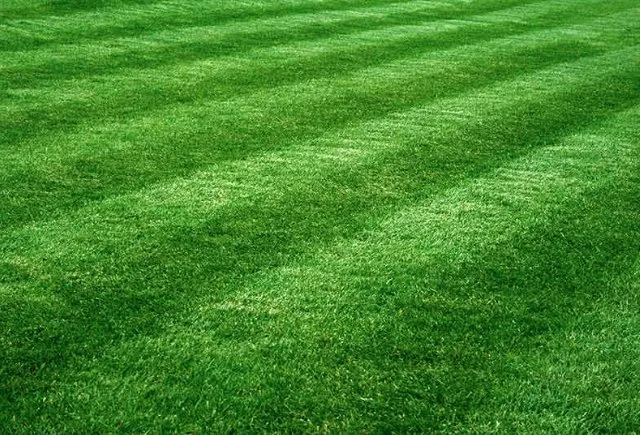Local yard cleanup service in Depauw, IN by Blazing Sun Outdoor Solutions