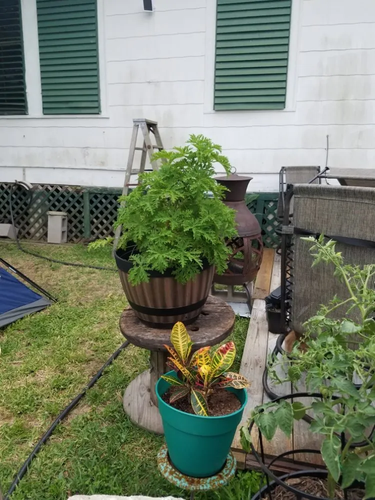 Trusted garden landscaping in La Marque, TX by BLC Lawn Care