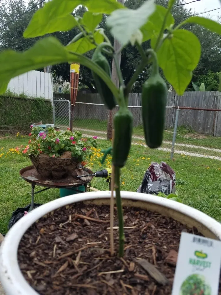 Trusted landscape design in La Marque, TX by BLC Lawn Care