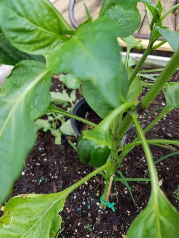 Local landscape design experts serving La Marque, TX - BLC Lawn Care