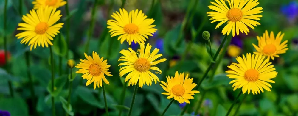 Local yard cleanup service for year-round maintenance across Yorkville, IL - BLC Yardworks