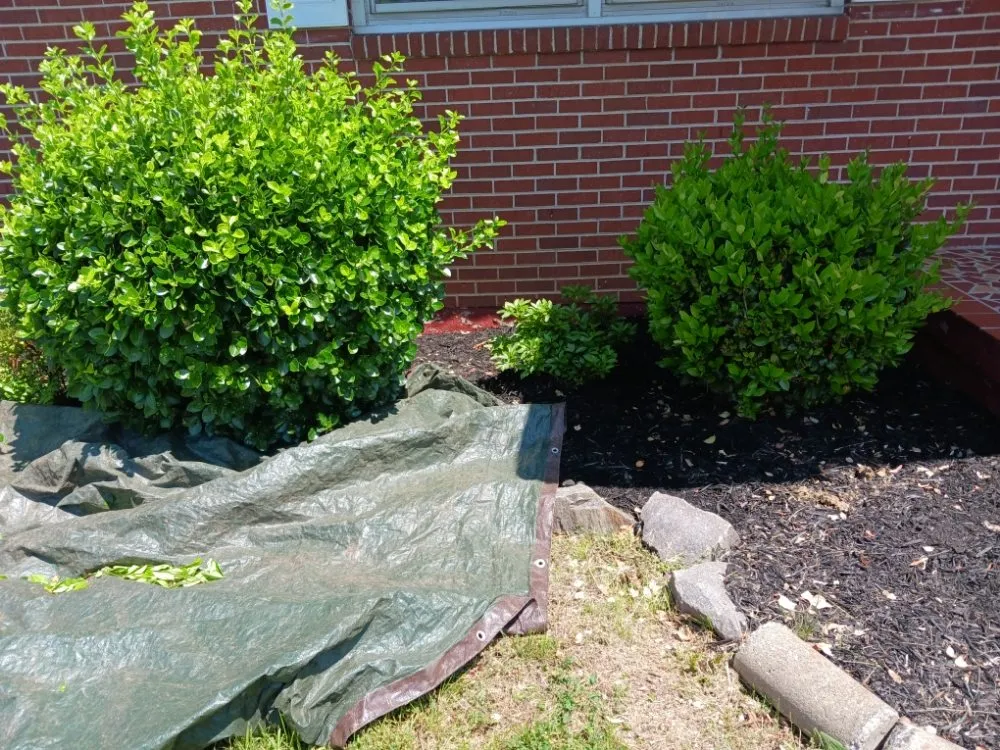 Reliable landscape installation in Danville, VA - Blessed Hands Landscaping