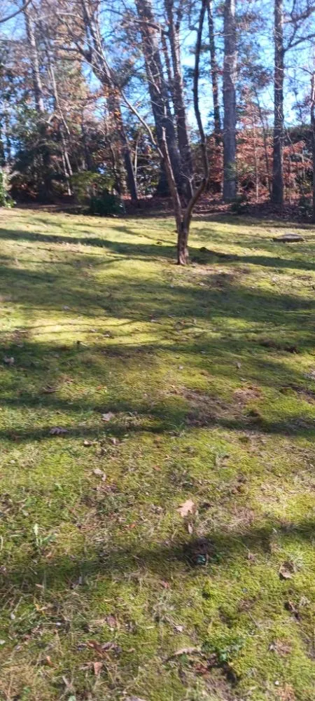 Custom yard cleanup service in Danville, VA by Blessed Hands Landscaping