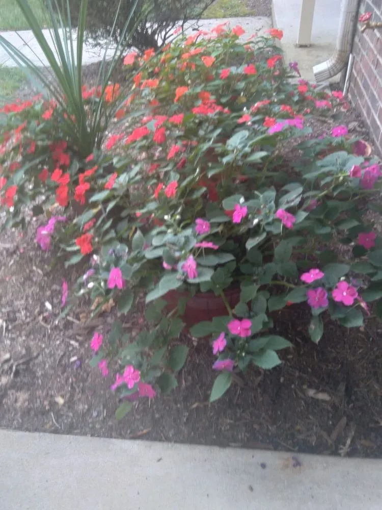 Professional lawn care service for homes in Danville, VA by Blessed Hands Landscaping