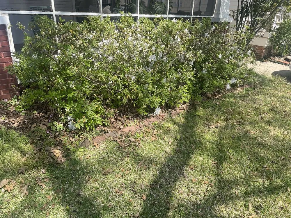 Local landscape installation for beautiful yards across Baton Rouge, LA - Bleu Bush Landscaping