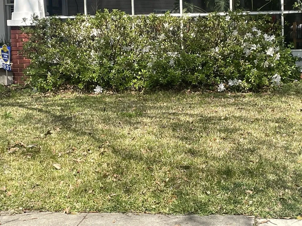 Reliable lawn care service for homes across Baton Rouge, LA - Bleu Bush Landscaping