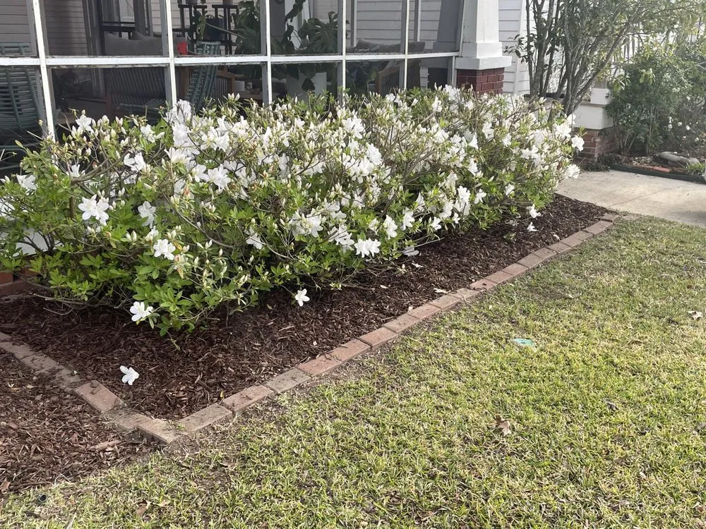 Top-rated residential landscaping experts serving Baton Rouge, LA - Bleu Bush Landscaping