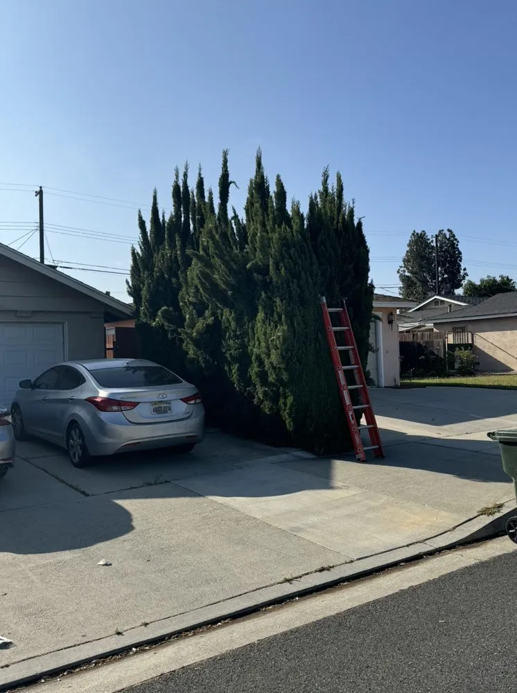 Trusted residential landscaping for beautiful yards in Corona, CA by Blissful Bloom Landscaping& irrigation services