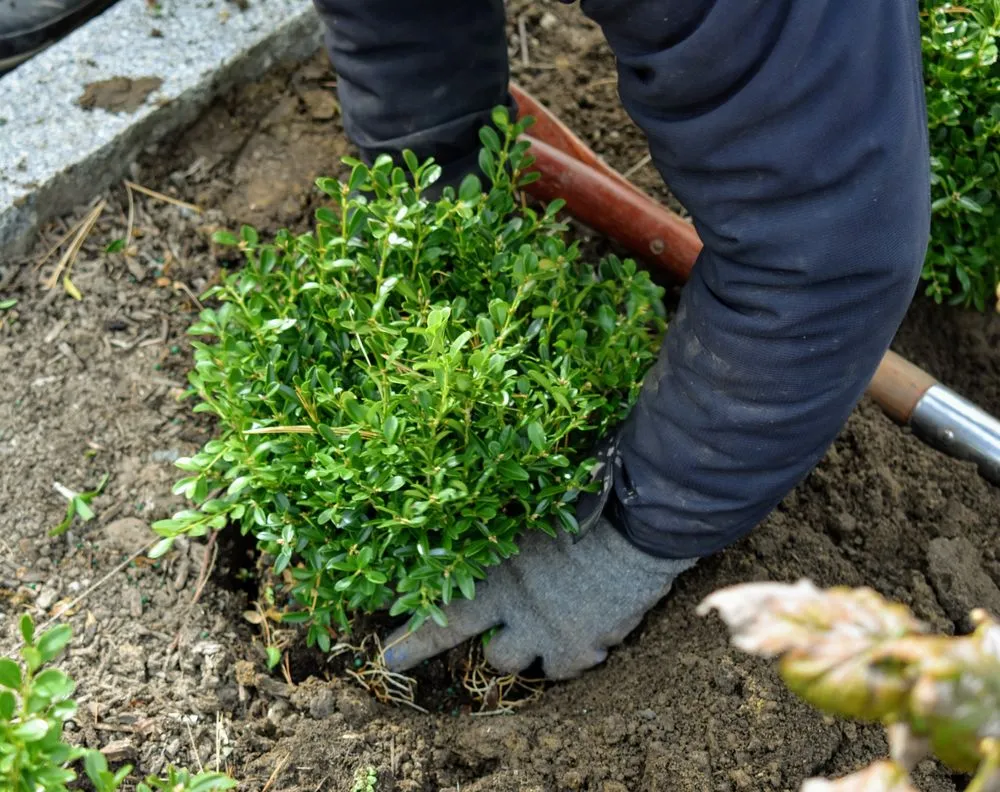 Local outdoor landscaping experts serving Indianapolis, IN - Blitz Outdoors