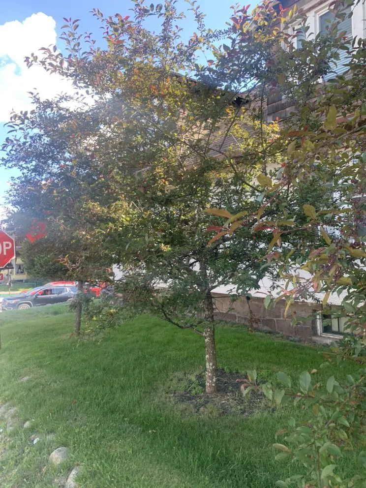 Reliable lawn mowing service for year-round maintenance across Bloomingdale, NY - BLKB landscaping and property maintenance