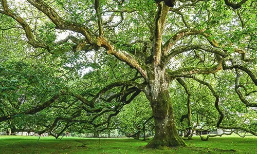 Top-rated lawn care service for residential properties in Charlotte, NC by Bloc Contracting