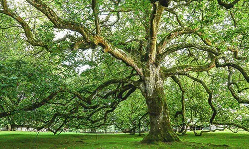 Custom landscape design for residential properties across Charlotte, NC - Bloc Contracting