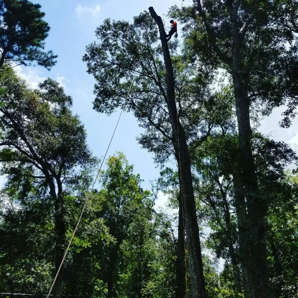 Professional yard maintenance experts serving Greenwell Springs, LA - Blocker Tree & Landscape