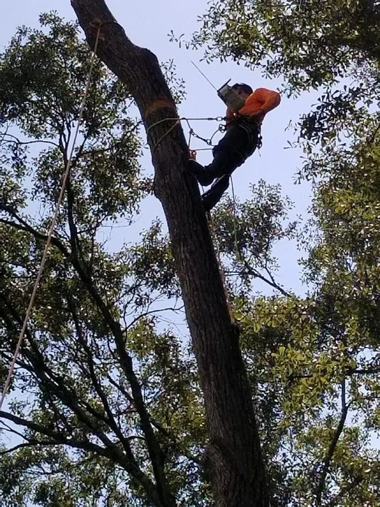 Top-rated landscaping services for homes in Greenwell Springs, LA by Blocker Tree & Landscape
