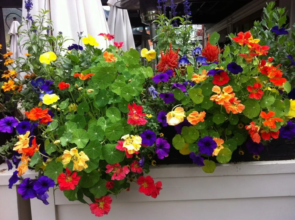 Custom yard cleanup service experts serving Denver, CO - Bloem Landscaping