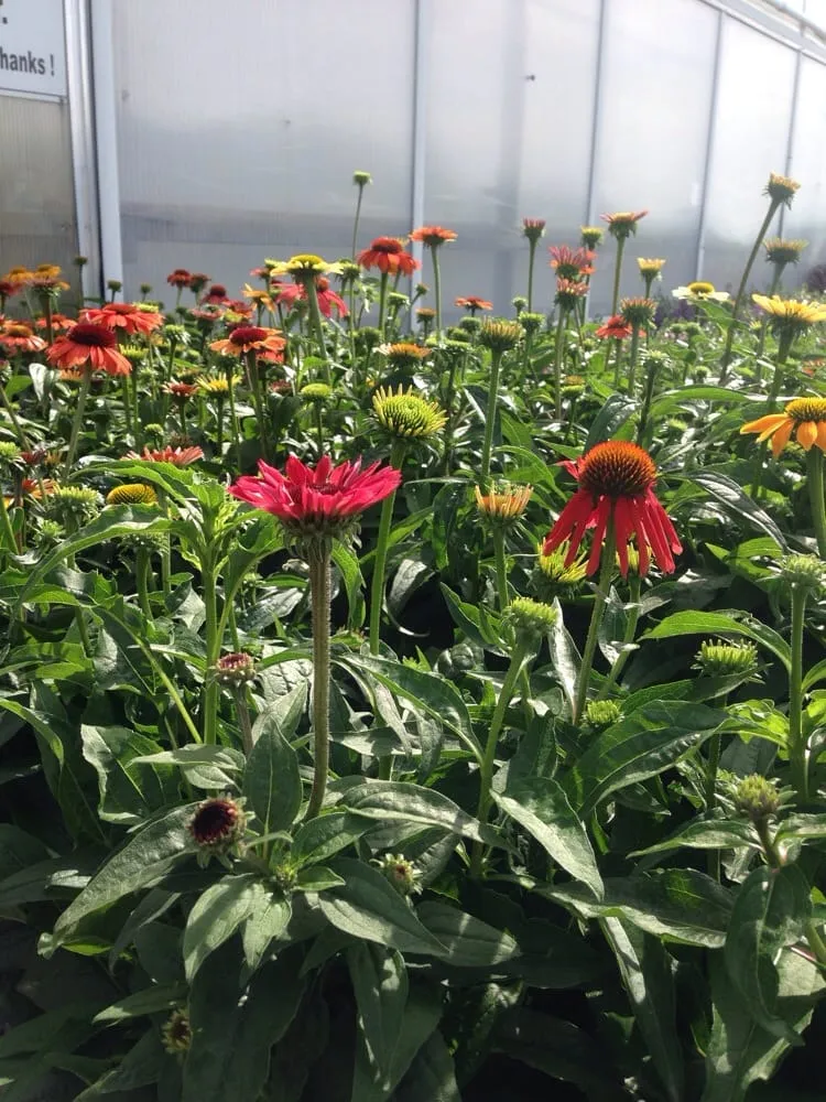 Trusted landscape installation for homes across Wellesley, MA - Bloom & Twig Designs