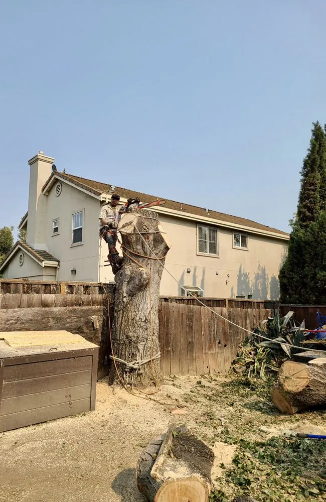 Custom landscape design in Hollister, CA - Bloom and Lawn Landscape