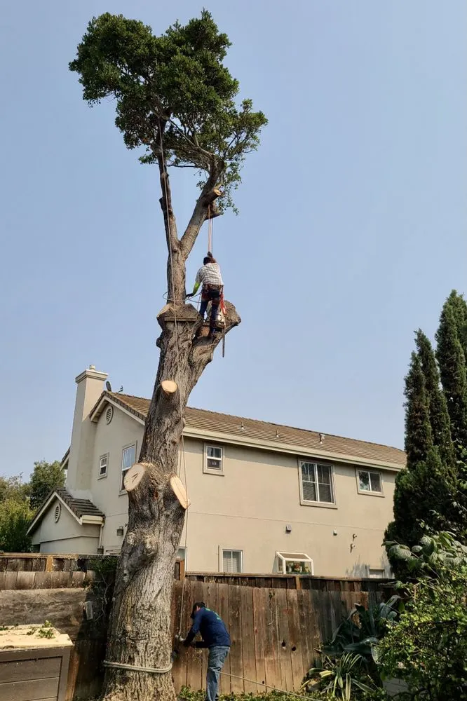 Expert landscape installation in Hollister, CA - Bloom and Lawn Landscape