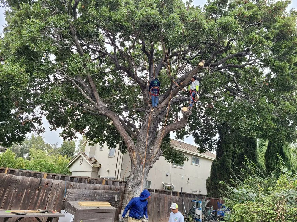 Professional garden landscaping for homes across Hollister, CA - Bloom and Lawn Landscape