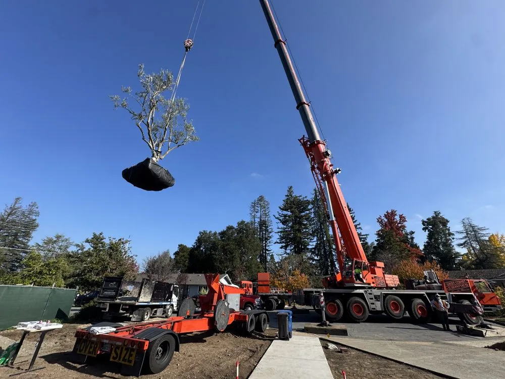Local landscaping services experts serving West Menlo Park, CA - Bloom and Lawn Landscape