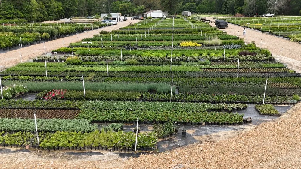 Professional lawn care service in Dallas, TX by Bloom Biotics