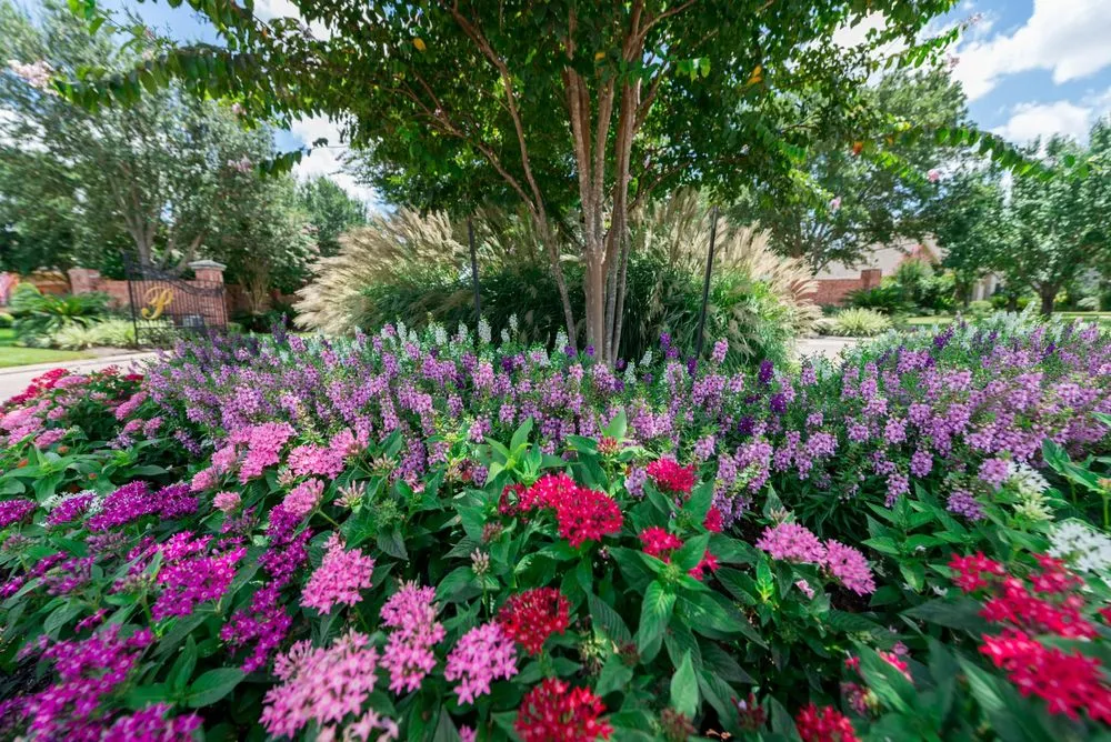 Local landscape installation in Dallas, TX - Bloom Biotics