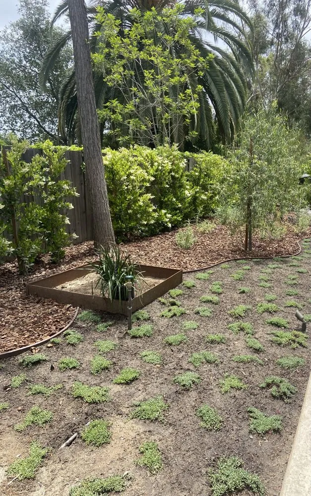 Reliable lawn care service in Pasadena, CA by Bloom By Lola