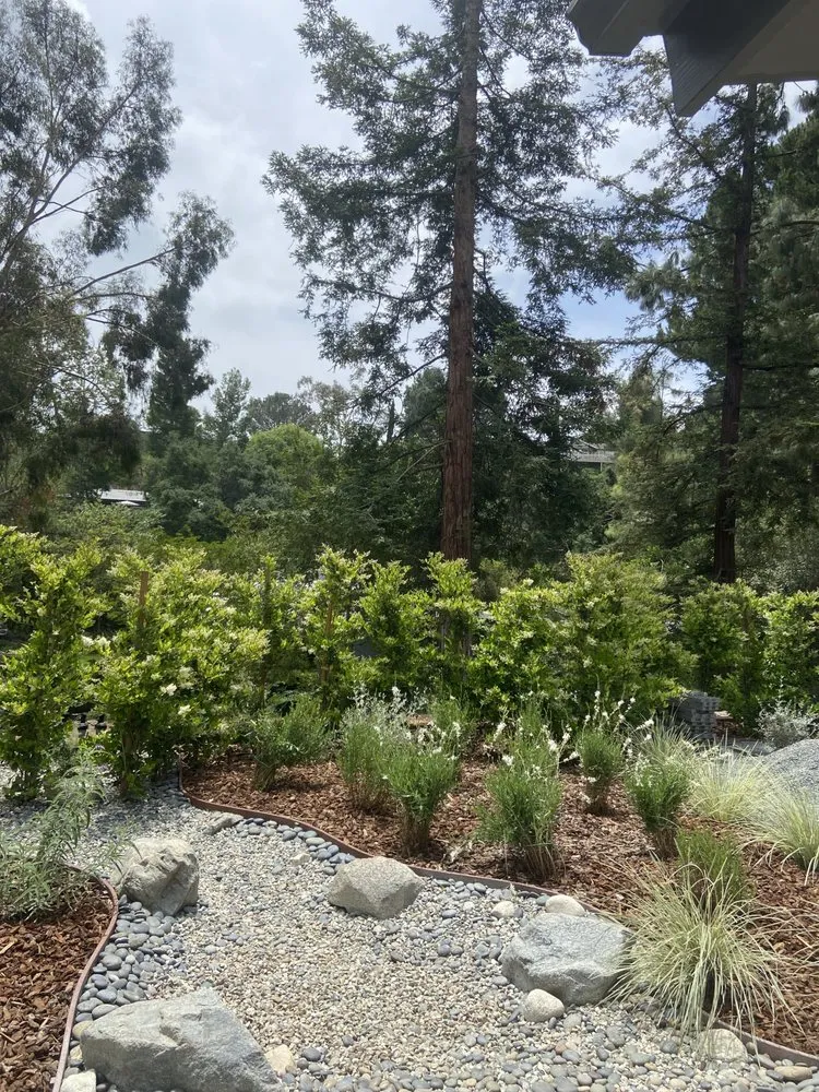 Professional lawn care service in Pasadena, CA by Bloom By Lola