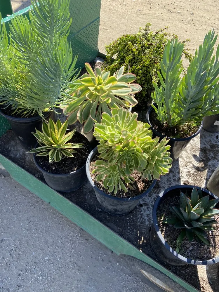 Professional yard cleanup service with custom design across Pasadena, CA - Bloom By Lola