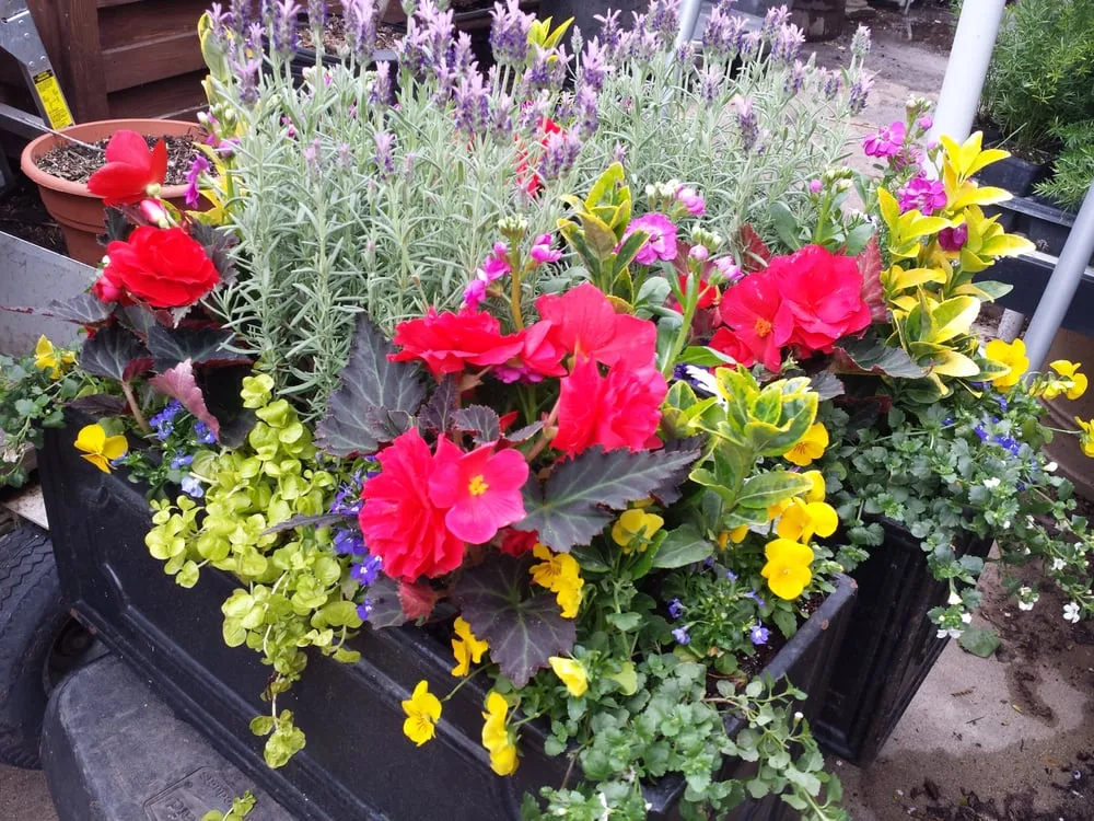 Top-rated landscaping services experts serving Chicago, IL - Bloom Designs