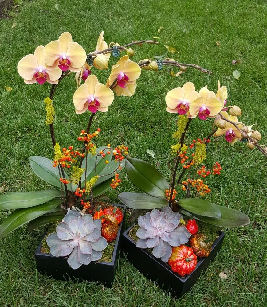 Expert landscape design near you across Chicago, IL - Bloom Designs