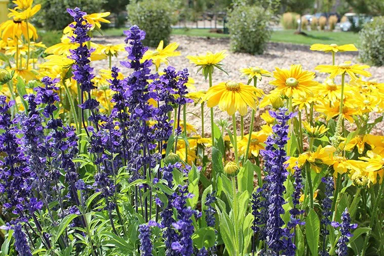 Custom yard maintenance in Englewood, CO by Bloom Floralscapes